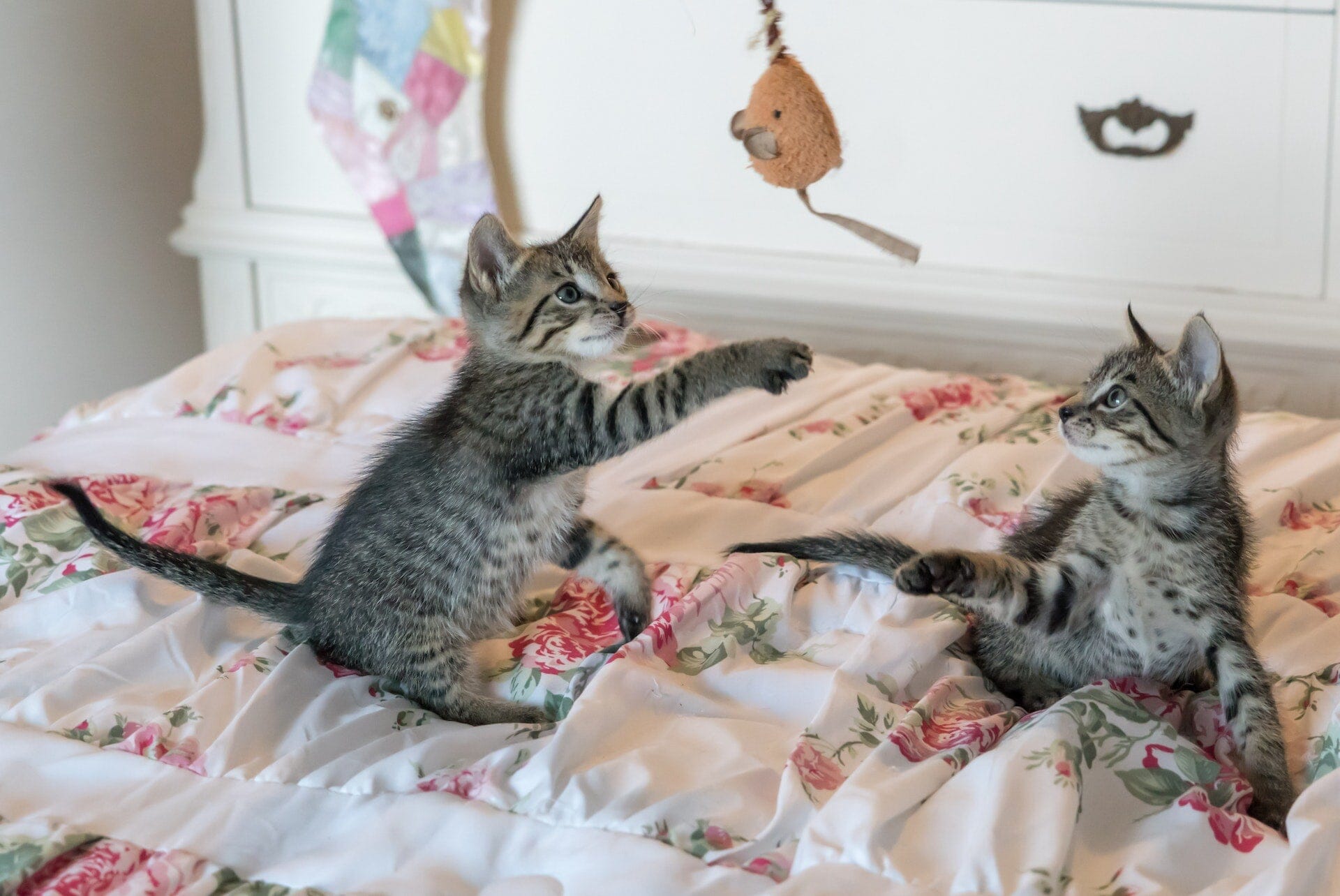 Ge Din Katt en Riktigt Rolig Stund med Dessa Populära Leksaker - Dossify