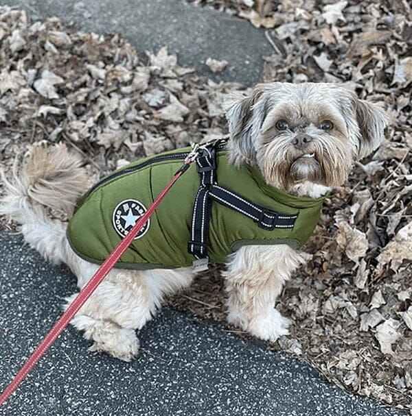 Hundjacka med Inbyggd Sele â HĂ„ll Din Hund Varm och SĂ€ker i Vinter - Dossify