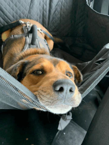 🐾 Hundkojan – Bäst i Test för Baksätesskydd till Hund 🚗 - Dossify