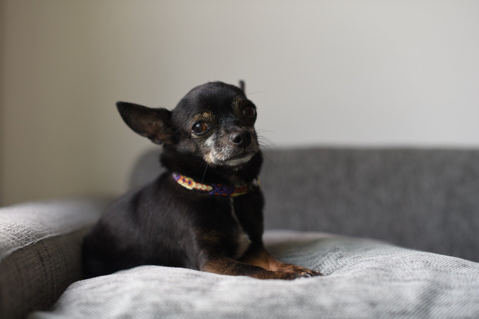 Så här väljer du det bästa antiskall halsbandet för din hund - Dossify