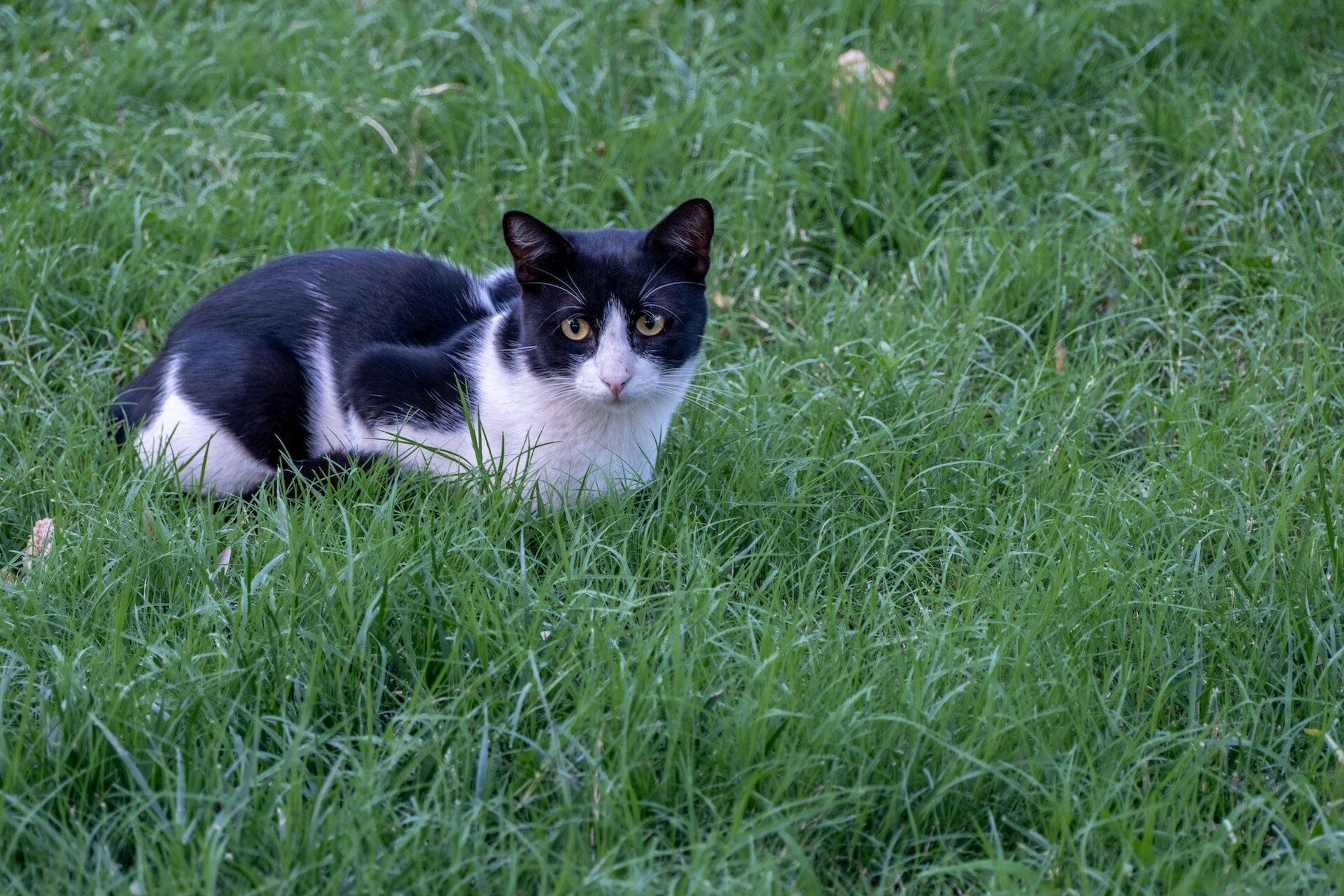 Underbara utomhustält för din äventyrliga katt - Dossify