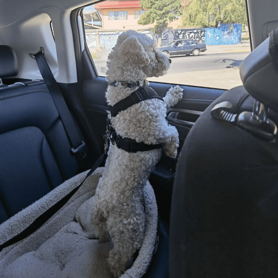 Bilsele + Hundbälte - Dossify