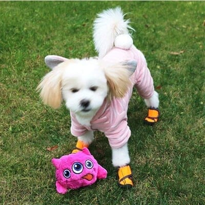 Bouncer - Hoppande boll för hund - Dossify