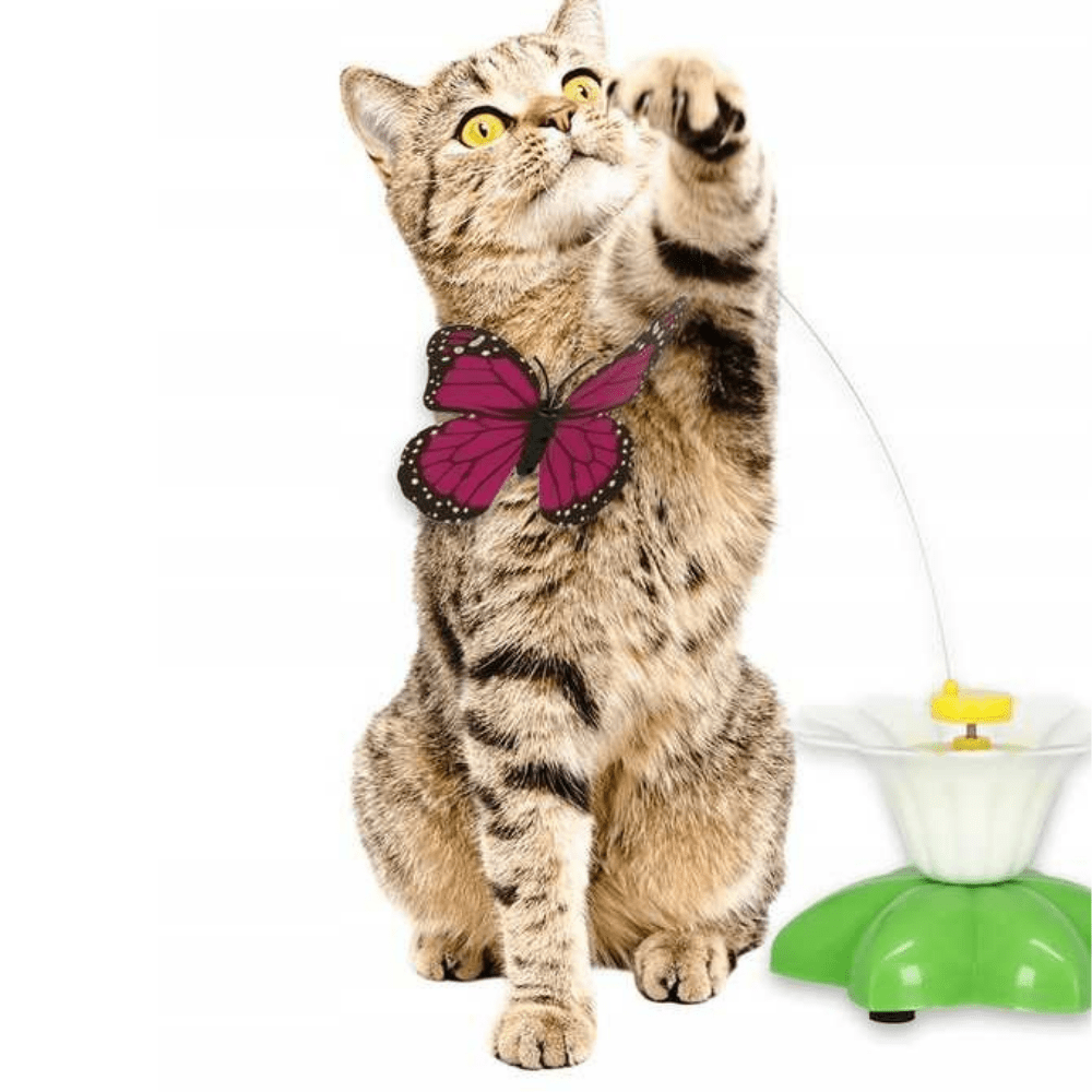 Butterfly Cat Teaser™ - Dossify