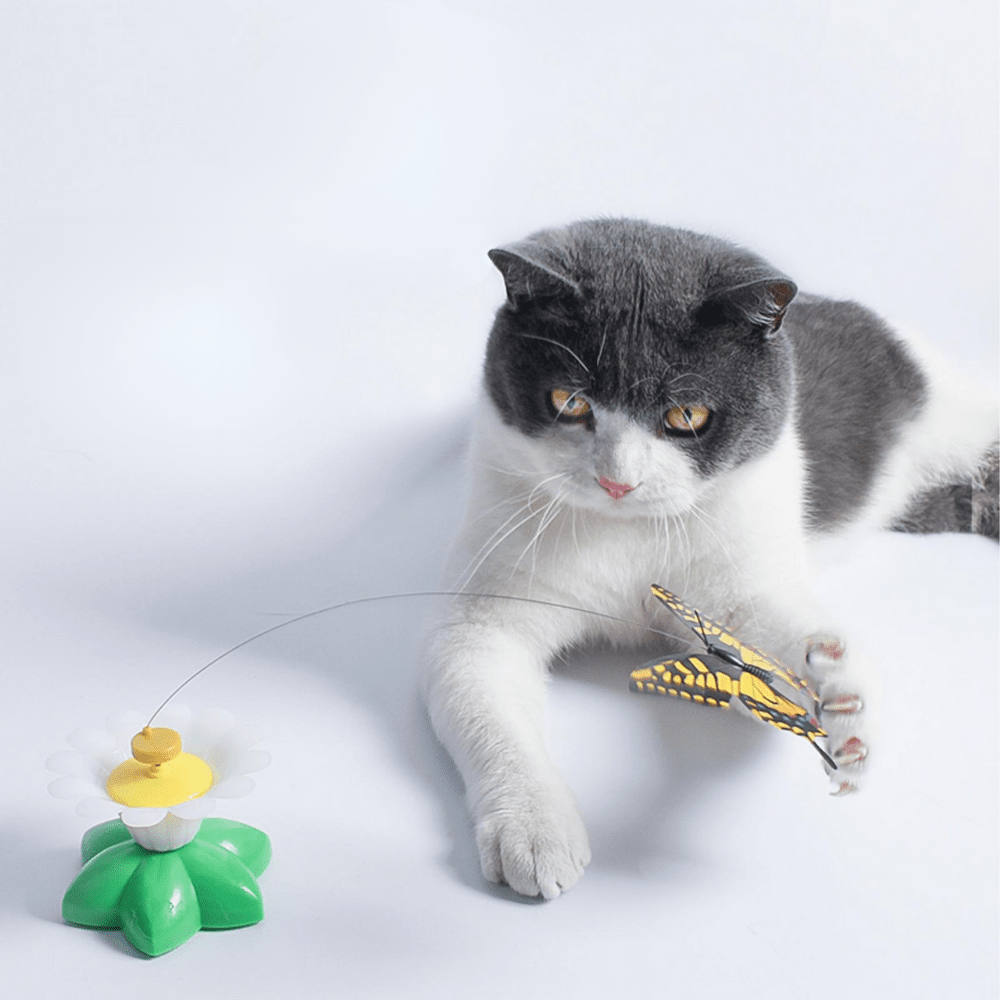 Butterfly Cat Teaser™ - Dossify