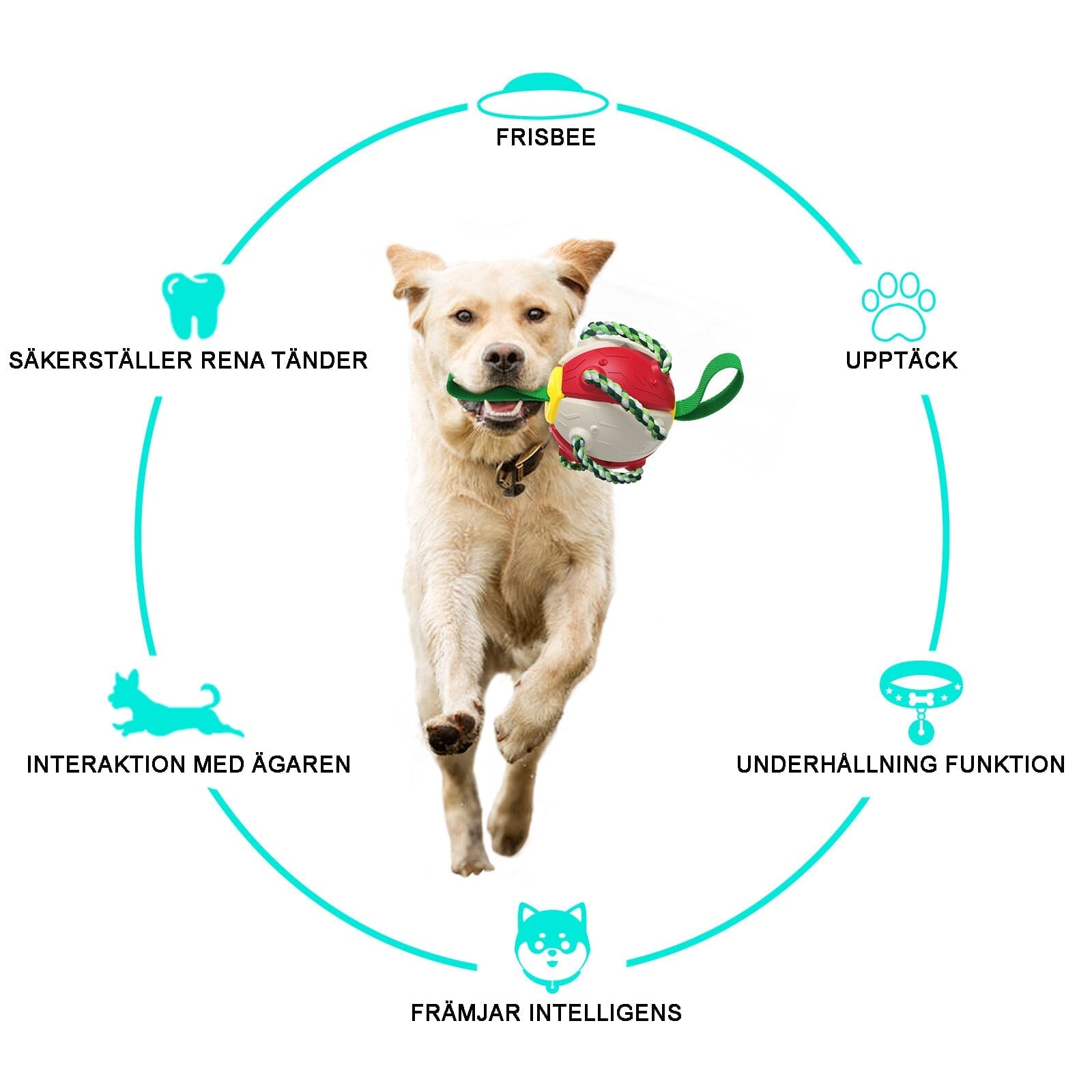 Frisbeeboll - Hundleksak - Dossify