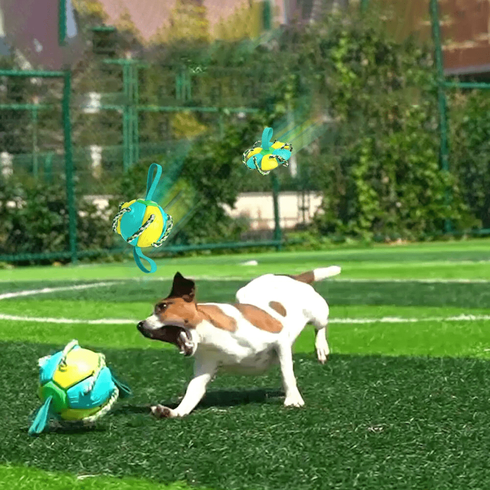 Frisbeeboll - Hundleksak - Dossify