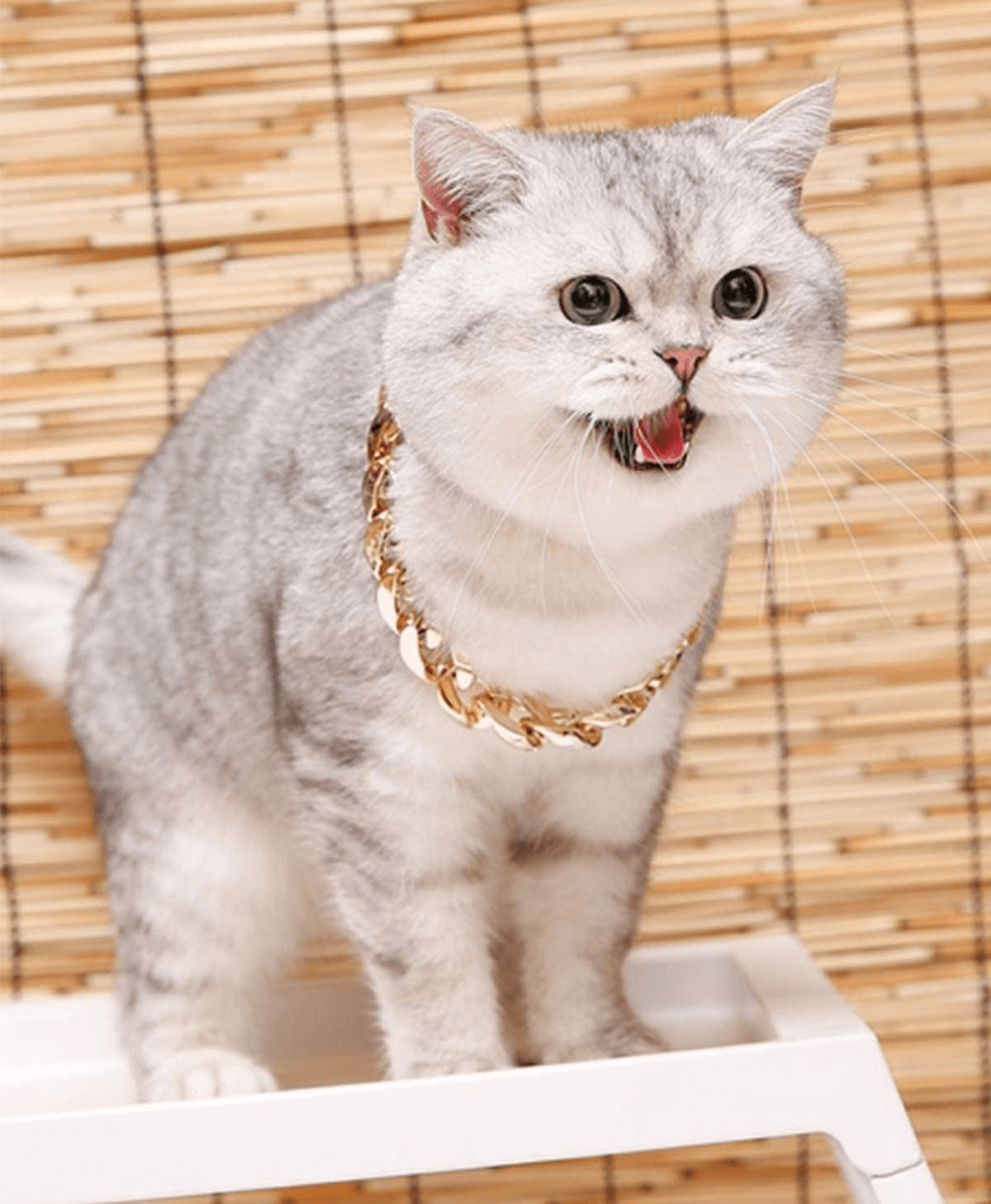 Guldkedja till hund - Dossify