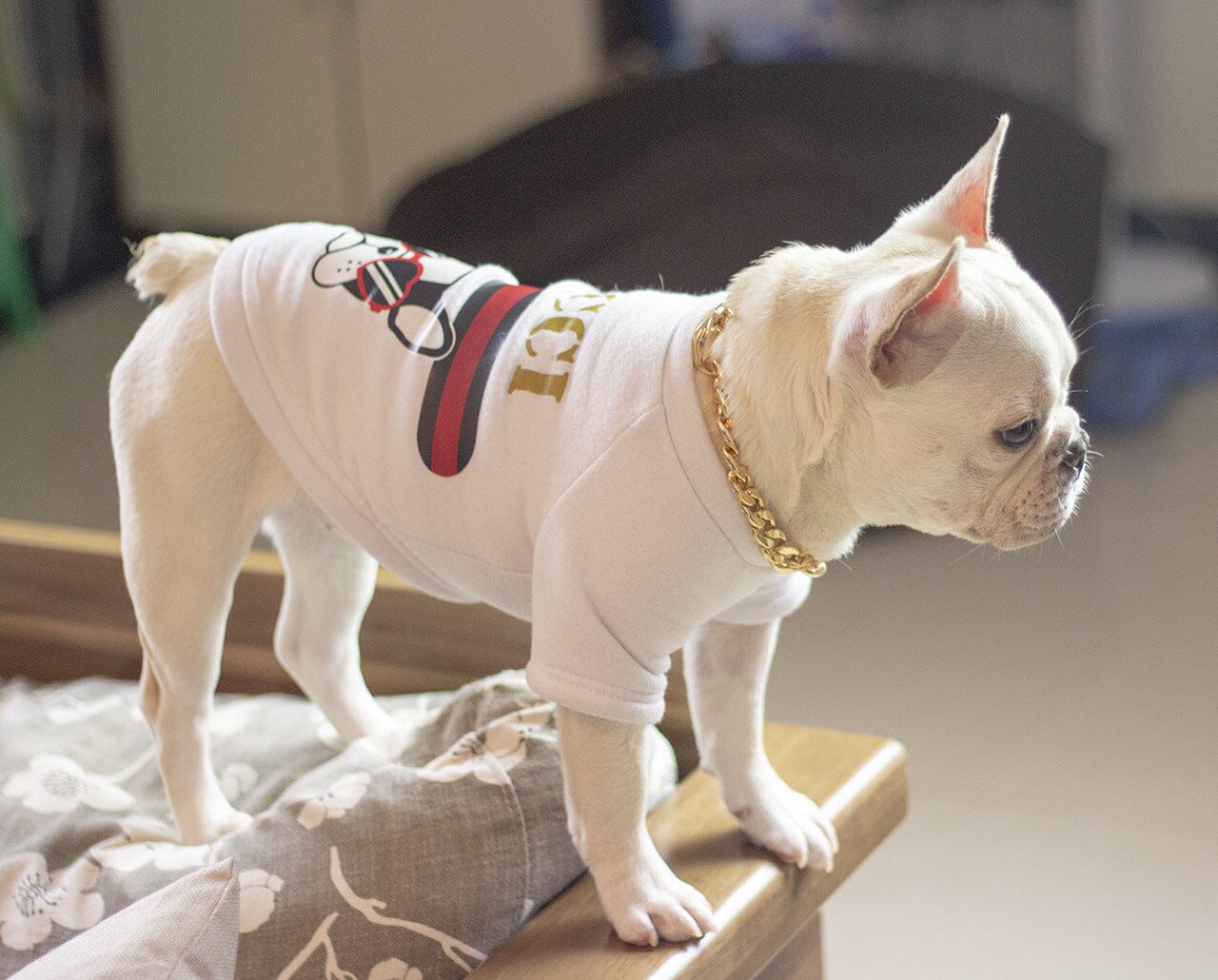 Guldkedja till hund - Dossify