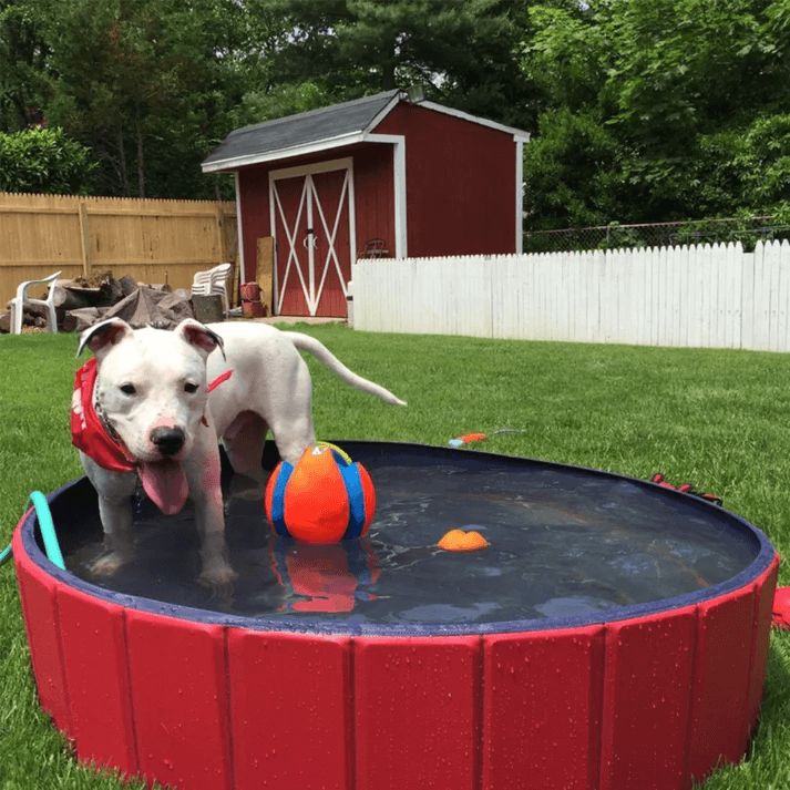Hundpoolen Vikbar Pop-up pool - Dossify