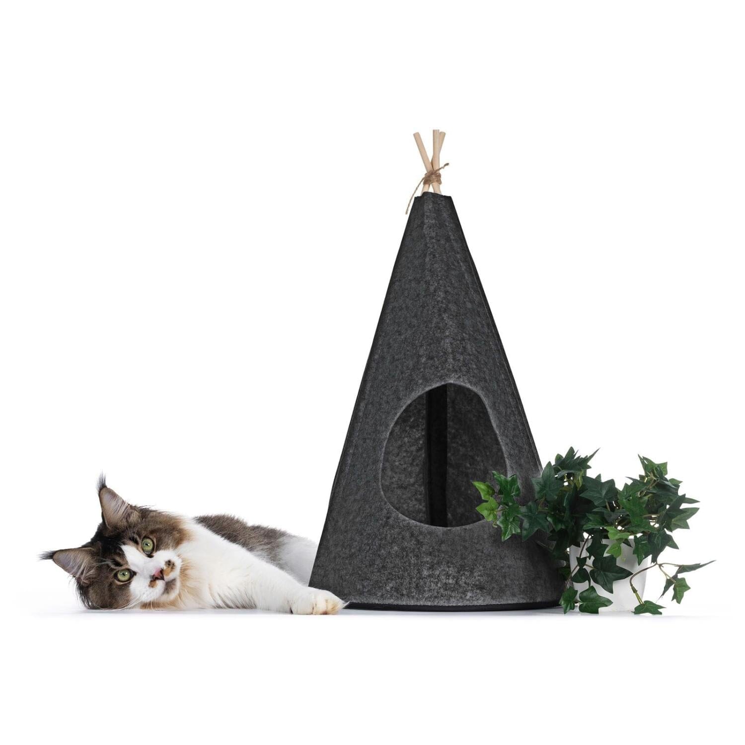 Katt tipitÀlt av filt - Dossify