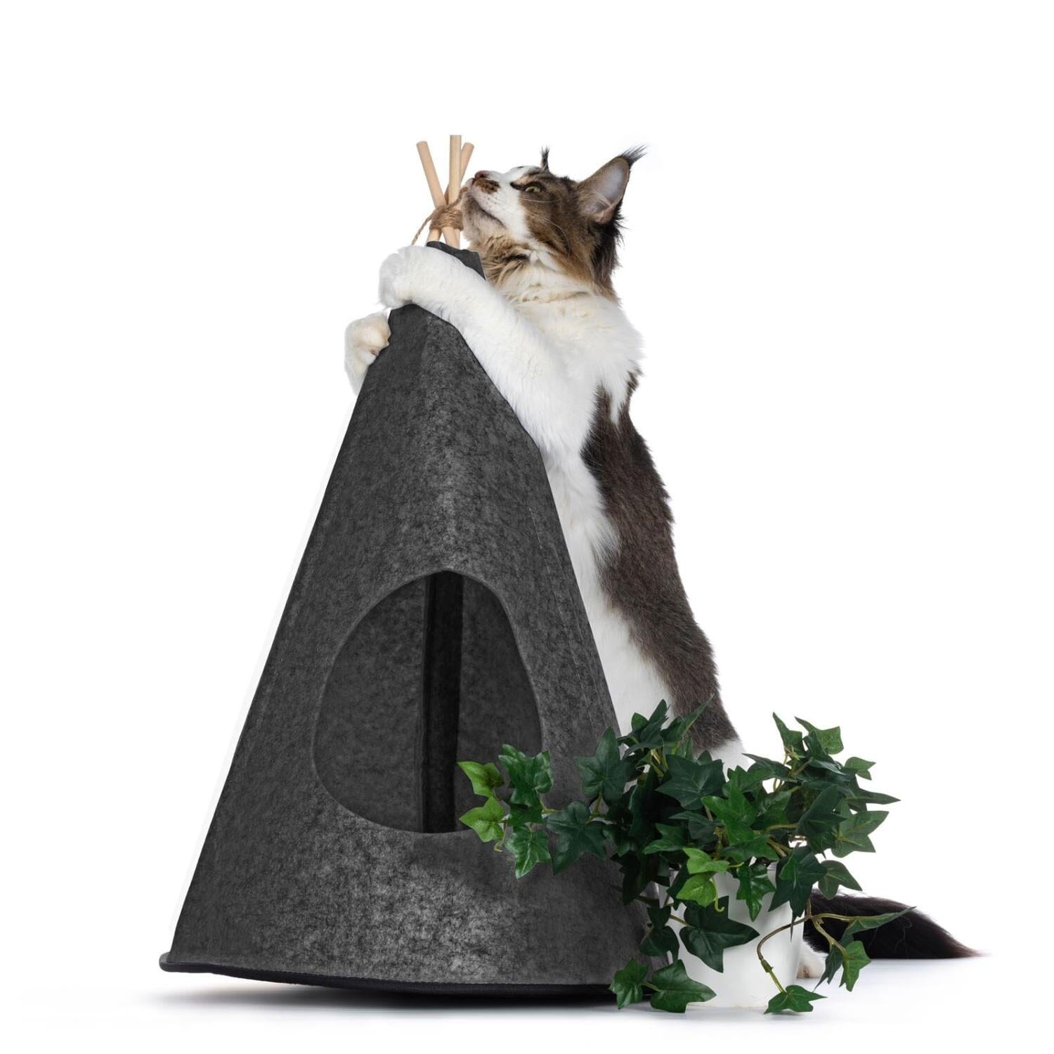 Katt tipitÀlt av filt - Dossify