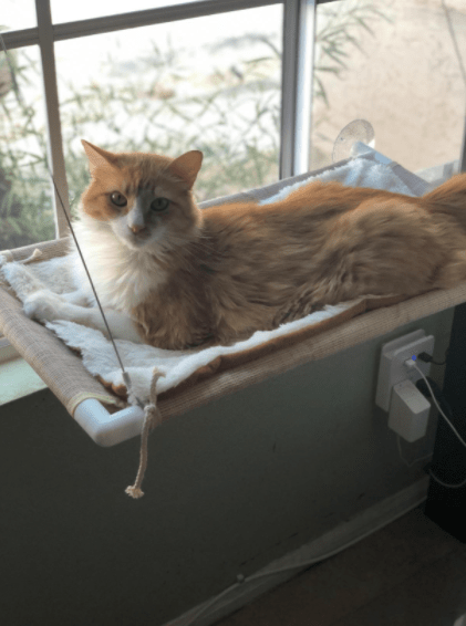Kattfönstersängen - Dossify