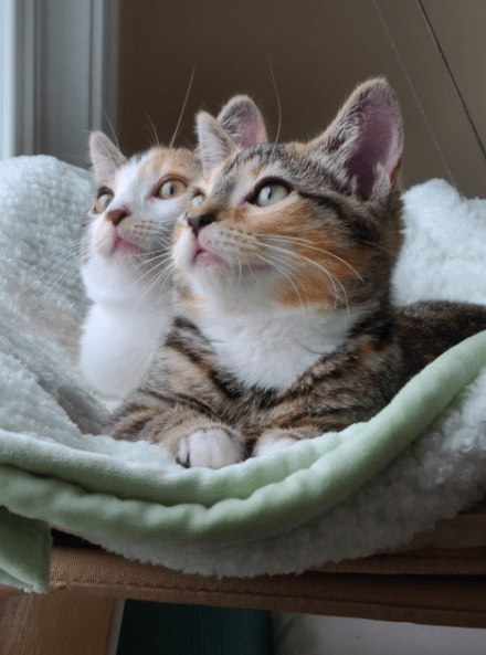 Kattfönstersängen - Dossify