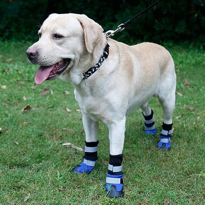 Reflektiva vadderade hundskor för större hundar (4 skor) - Dossify