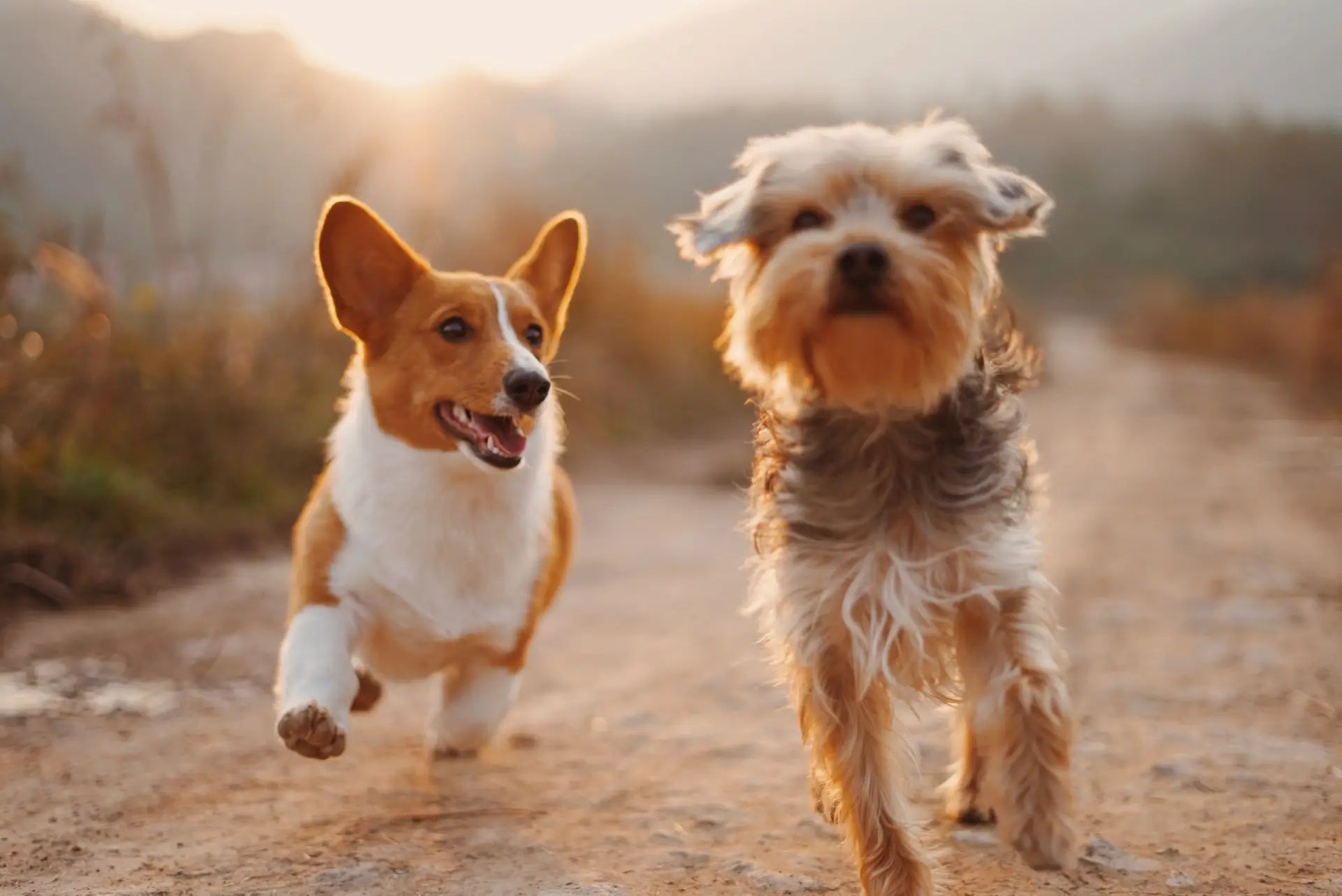 Spåra Din Hund Smidigt med Apple AirTag - Allt Du Behöver Veta