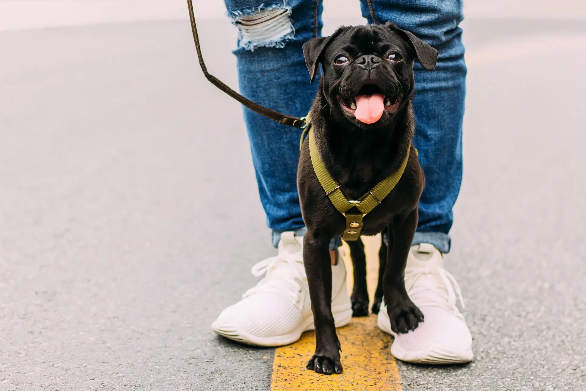 Hundskor: Ett Värdefullt Tillskott för Ditt Husdjur - Dossify