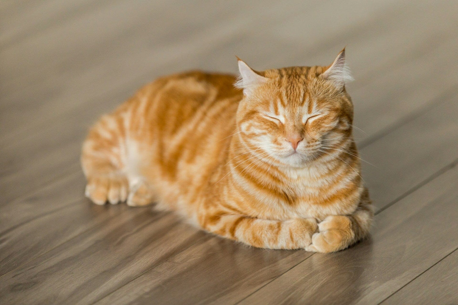 Hur Mycket Kostar en Katt? En Komplett Guide till Kattägandets Kostnader 🐱💰 - Dossify