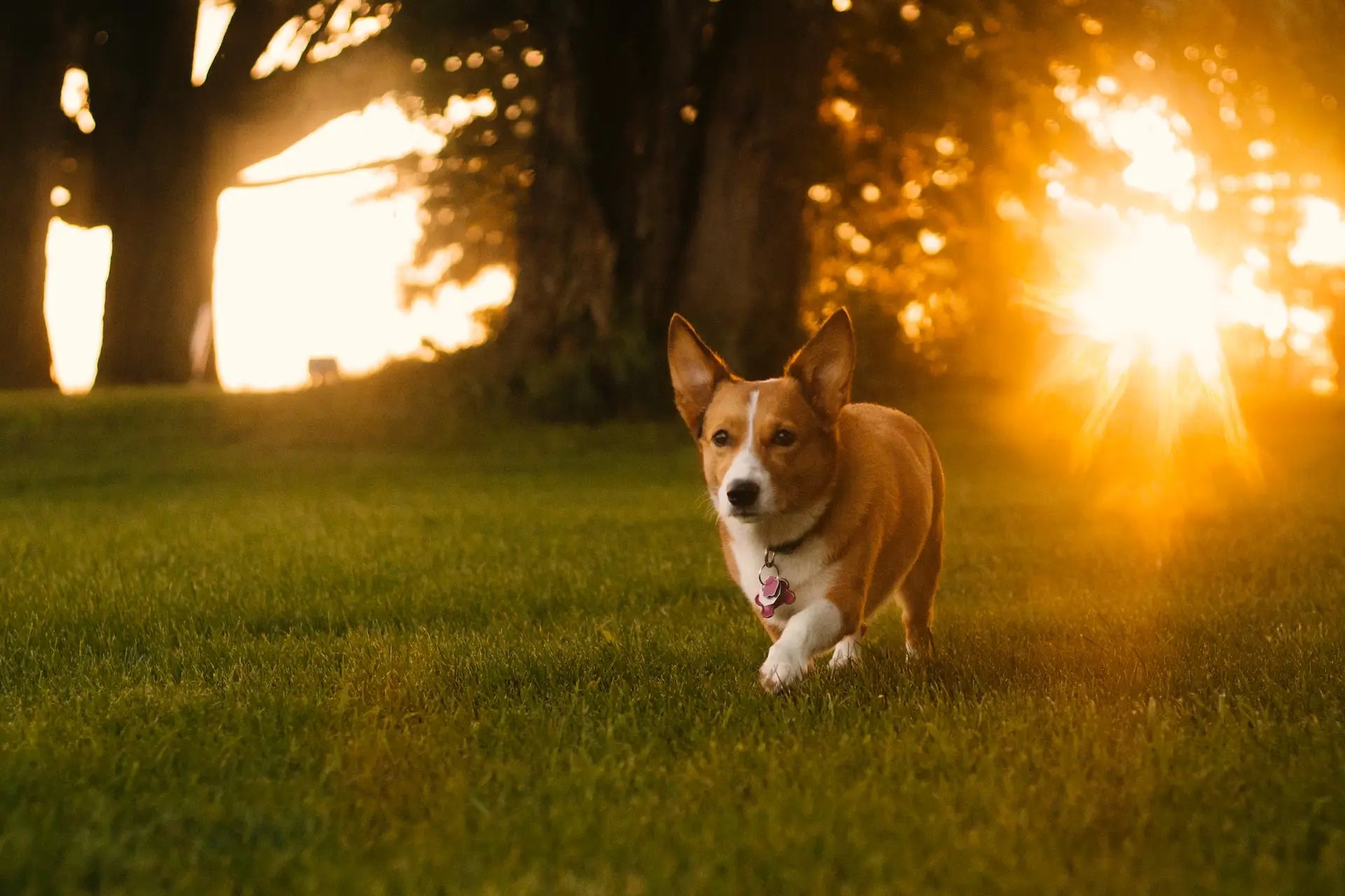 Solsäng För Hund: Skapa Den Bästa Platsen för Din Pälskling