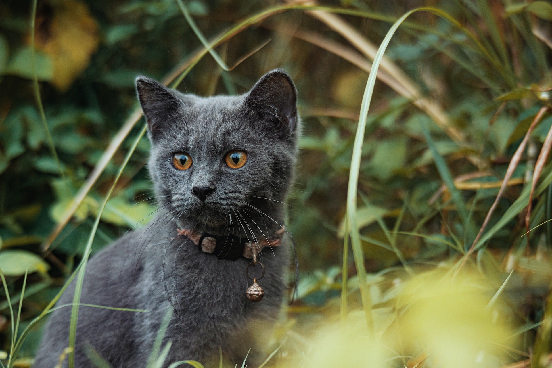 Instinktiva Jägare: Katters Naturliga Behov av Jakt och Aktivering