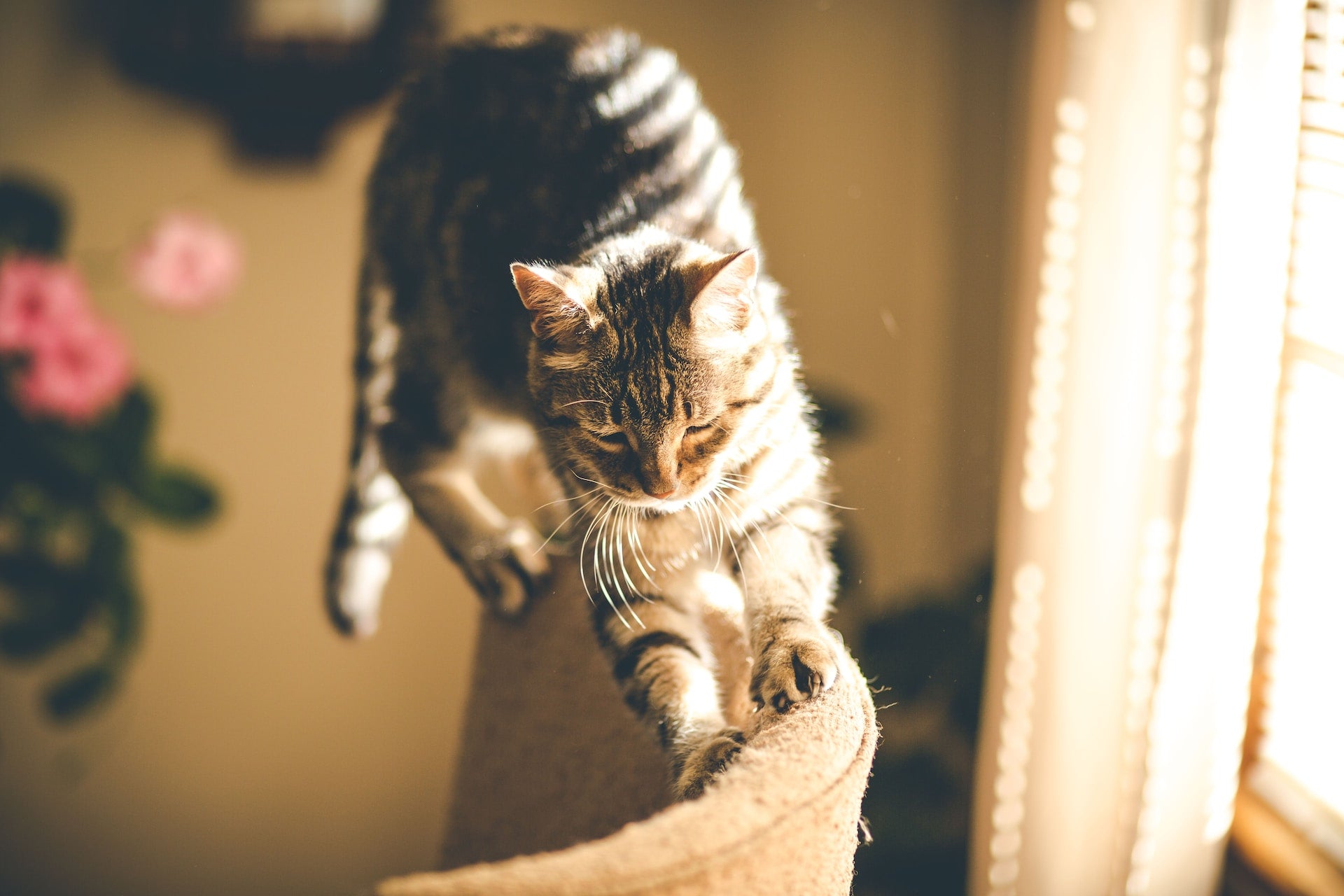 Få din katt att sluta klösa på möbler - en guide för lyckade klösvanor