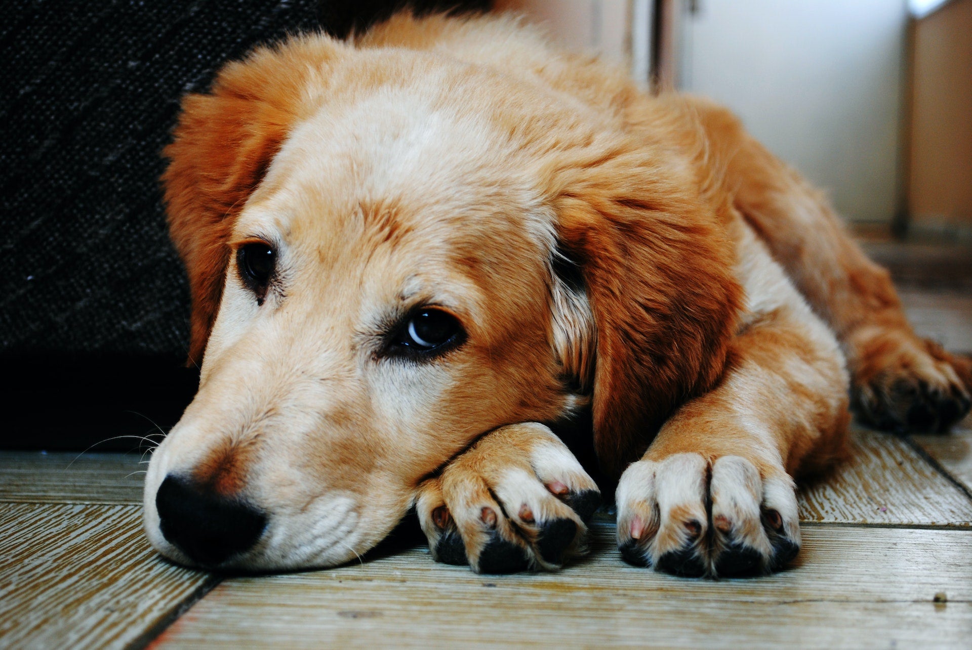 Separationsångest hos hundar: En utmaning för både ägare och fyrbenta vänner