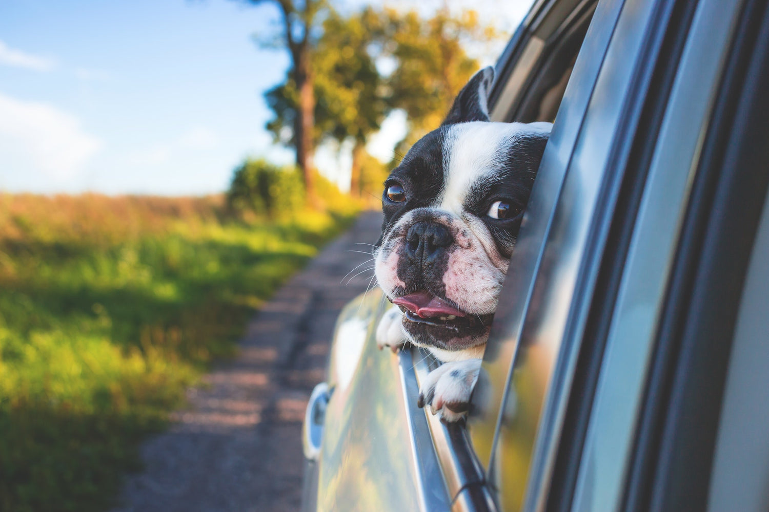 En Guide till Hundburar för Bilen - Vilken Modell Passar Din Hund Bäst?