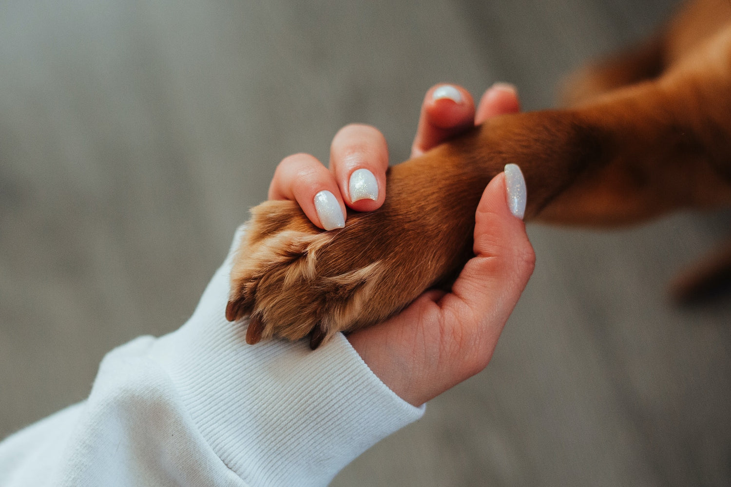 Så tolkar du din hunds tassavtryck: Vad säger tassarna om din fyrbenta vän?