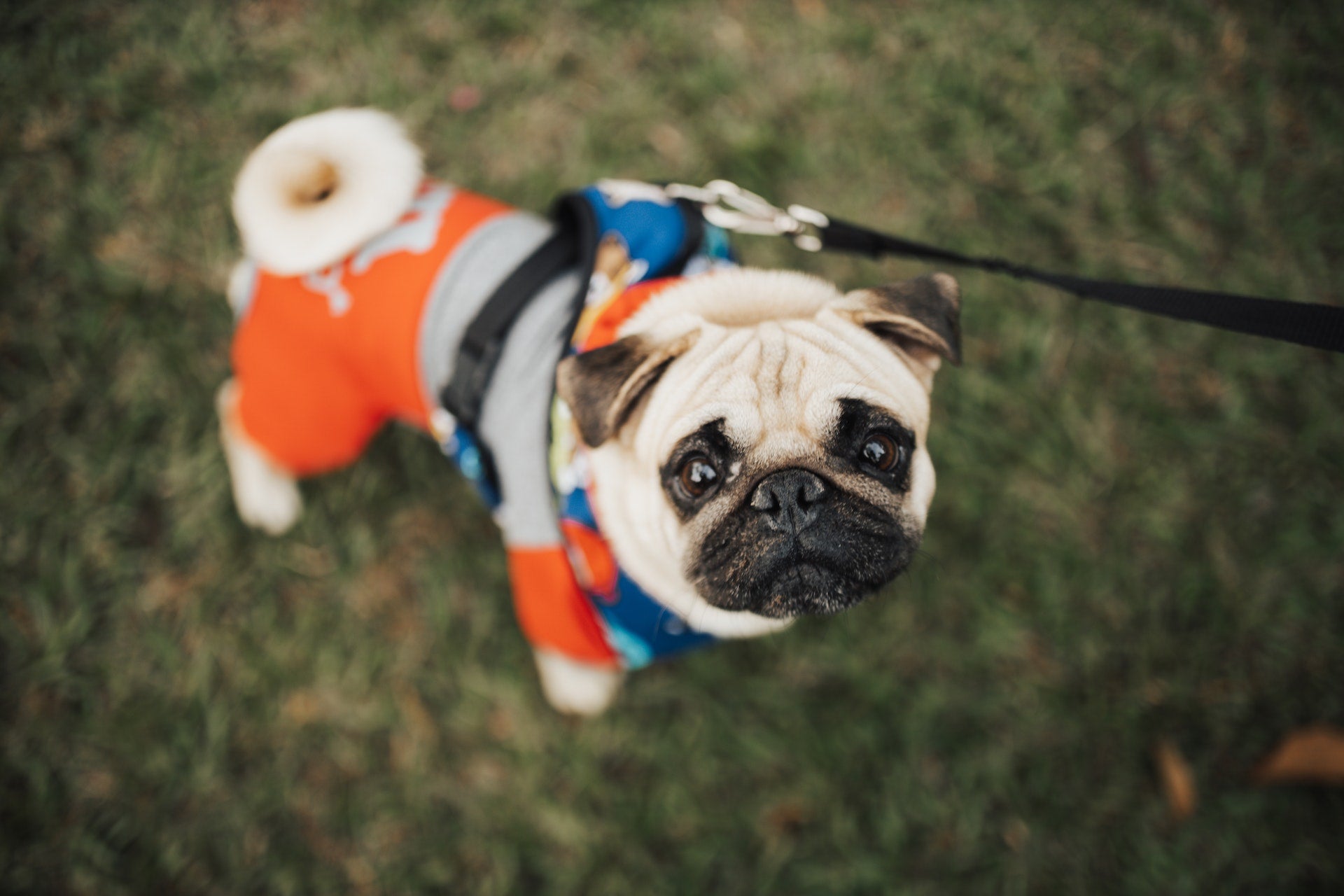 Säkrare åkturer för ditt husdjur: En guide till bilbälte för hundar
