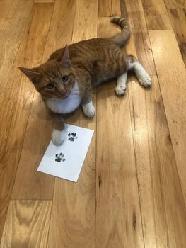 Så gör du vackra tassavtryck av din katts tassar - Dossify