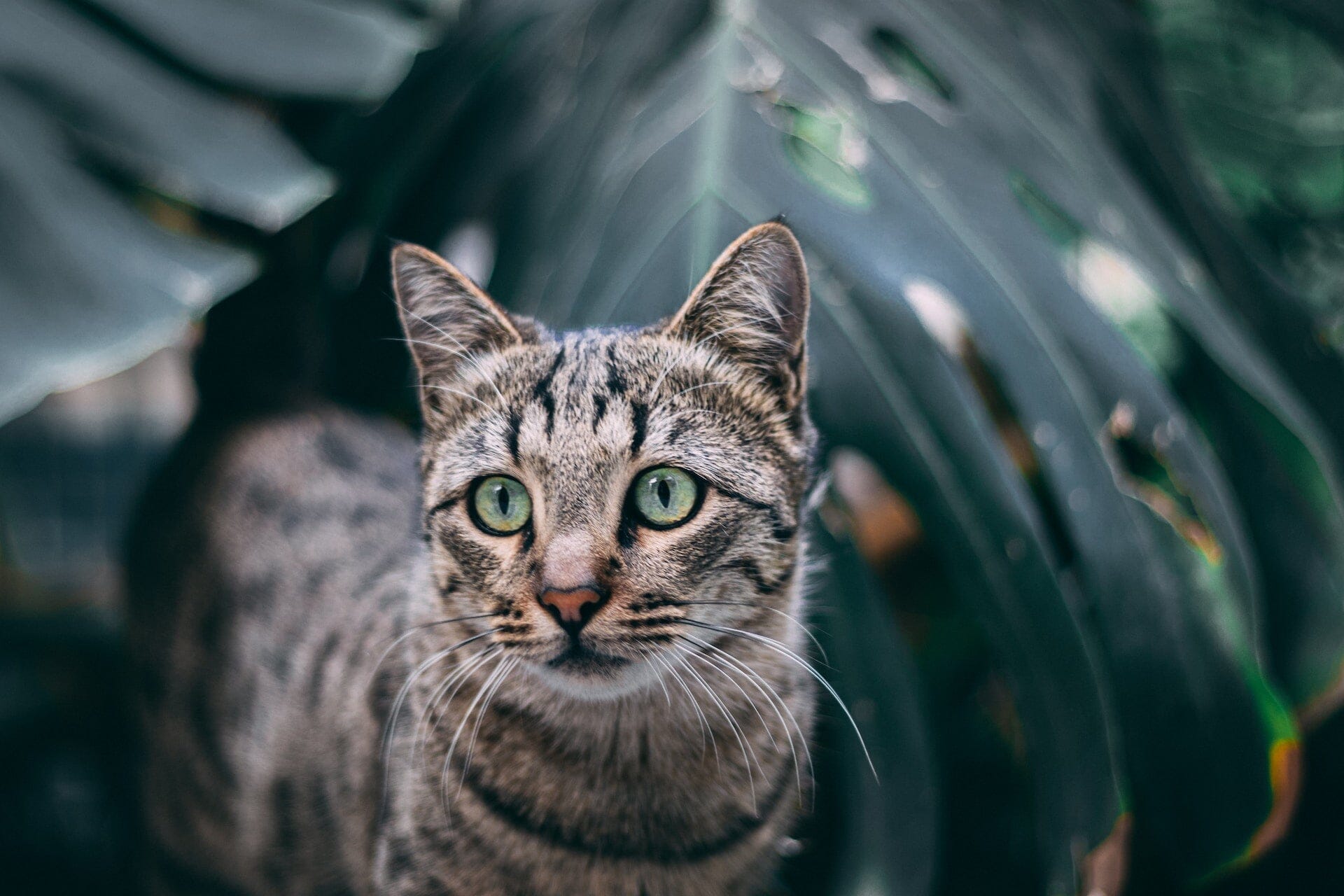 Säkra Ditt Hem för Katten: Kattnät för Fönster - Dossify