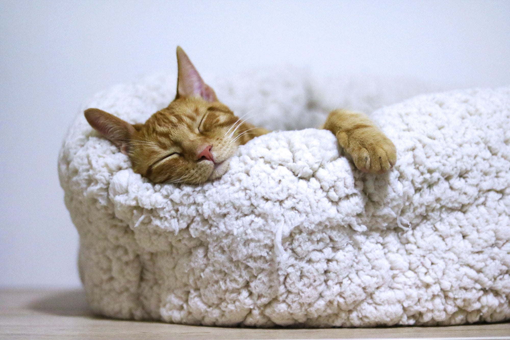 Den Hemliga Världen av Katters Sömnvanor: En Djupdykning