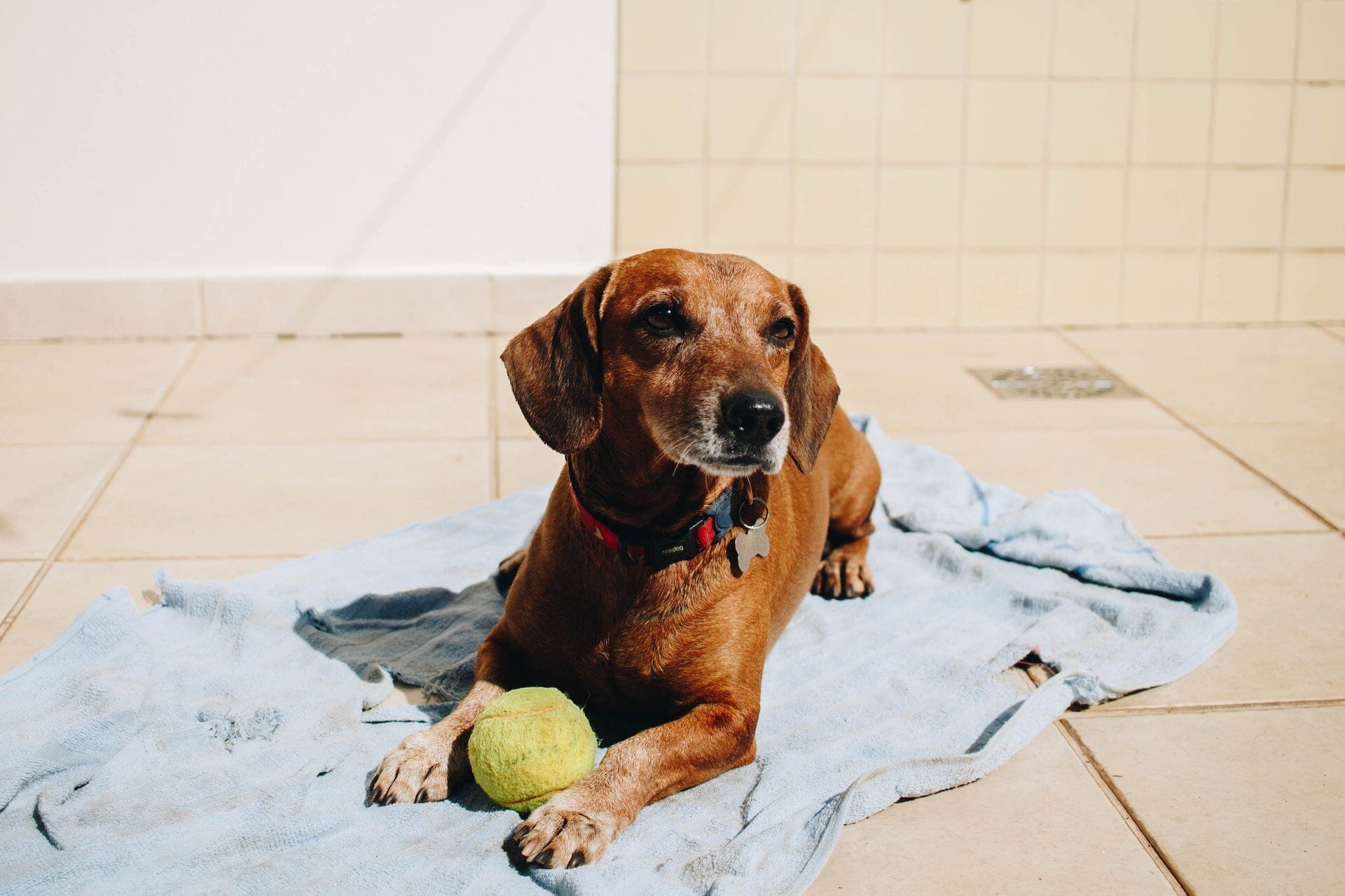 XXL Tennisboll för Hund: Rolig Lek och Motion för Din Fluffiga Vän - Dossify