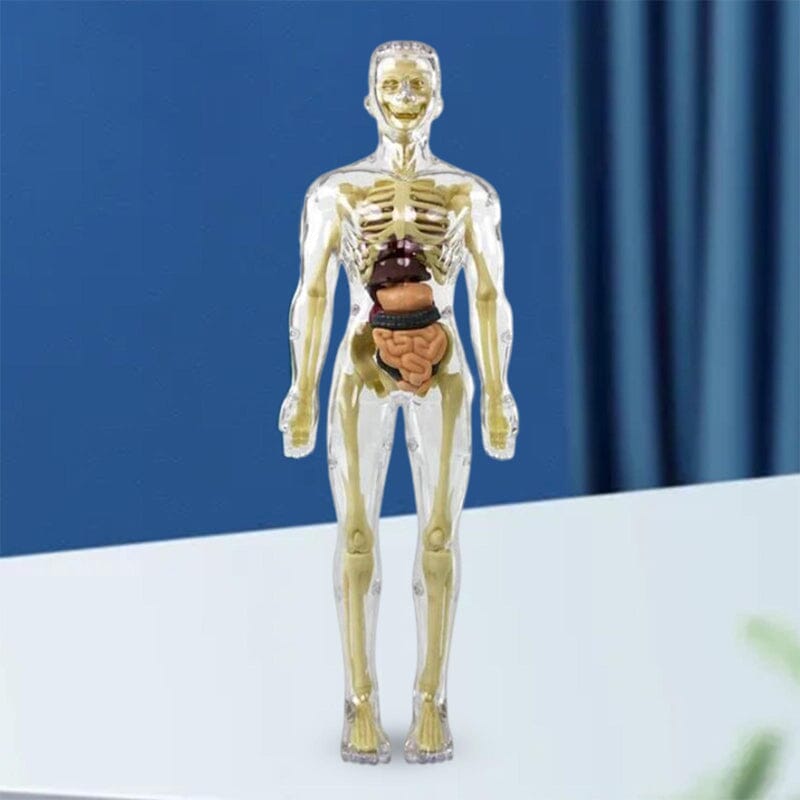 3D Anatomiskt korrekt skelett - Leksaksmodell - Dossify