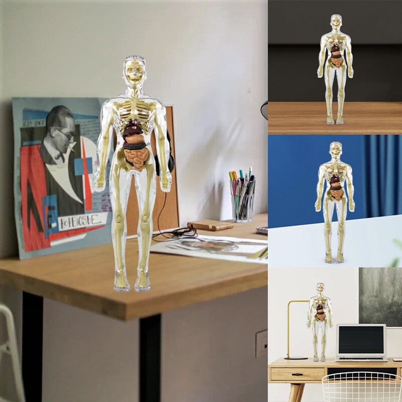 3D Anatomiskt korrekt skelett - Leksaksmodell - Dossify