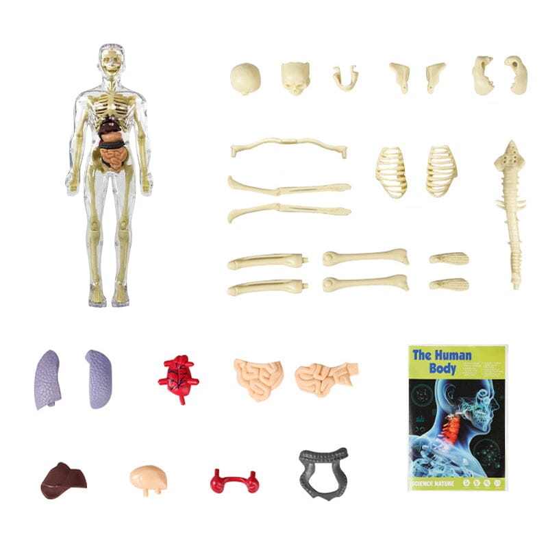 3D Anatomiskt korrekt skelett - Leksaksmodell - Dossify