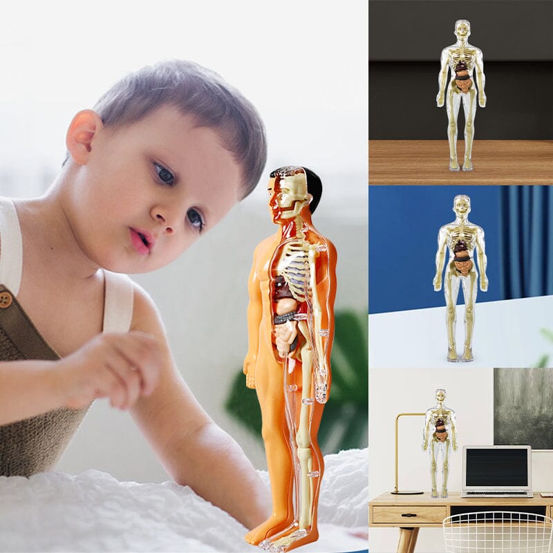 3D Anatomiskt korrekt skelett - Leksaksmodell - Dossify