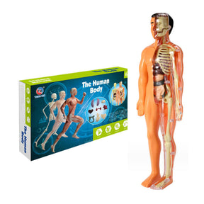 3D anatomisk skelett modell leksak halvtransparent - Dossify