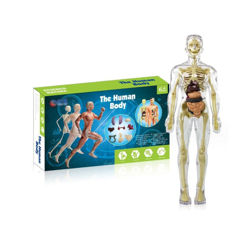 3D anatomisk skelett modell leksak Heltransparent - Dossify