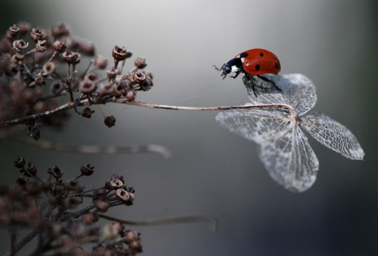 Ladybird On Hydrangea.
