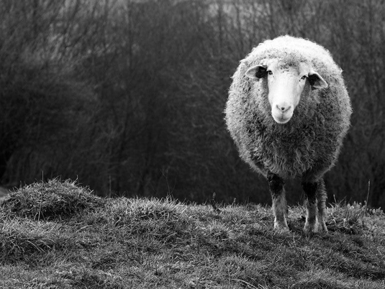 Wondering Sheep